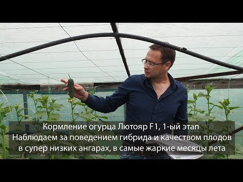 Видео: 1-й этап кормления огурца Лютояр F1. Оочень низкие ангары....