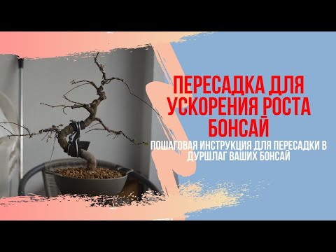 Видео: Инструкция по пересадке БОНСАЙ в дуршлаг для ускорения роста. Лучшие весенние удобрения для БОНСАЙ