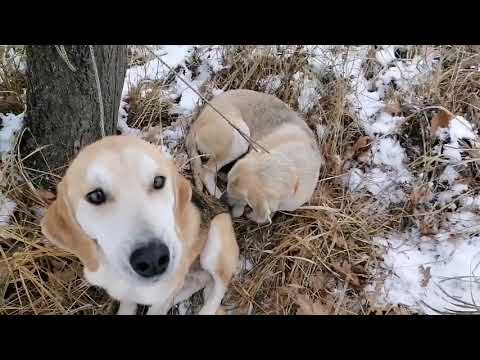 Видео: Охота с русской гончей на зайца работа молодых гончих