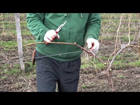 Видео: Обрезка виноградного куста, формировка двуплечий Гюйо, часть 3