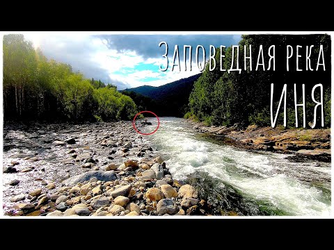 Видео: Что творится на самой закрытой реке Алтая/Пробираемся в верховья рыбной реки - Иня #2