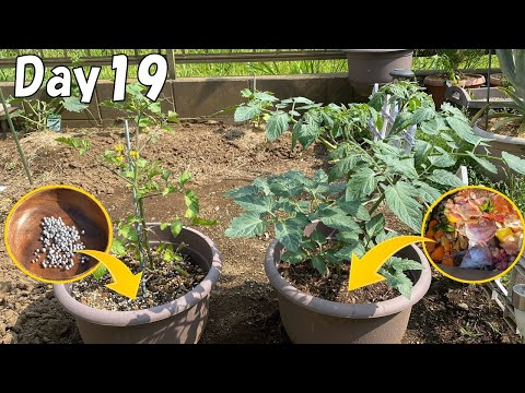 Видео: Добавьте компост из кухонных отходов, и растения (помидоры черри) будут расти невероятно быстро!