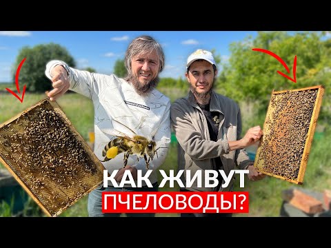 Видео: Бизнес на пчёлах и мёде / Как живут пчеловоды?