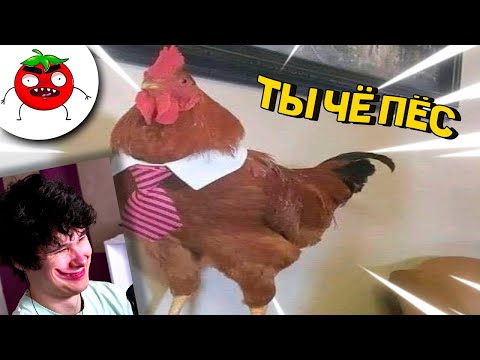 Видео: 9  МИНУТ СМЕХА | ЛУЧШИЕ ПРИКОЛЫ НОЯБРЬ 2021 ПОПРОБУЙ ЗАСМЕЯТЬСЯ ЧЕЛЛЕНДЖ ЗАСМЕЯЛСЯ ПРОИГРАЛ