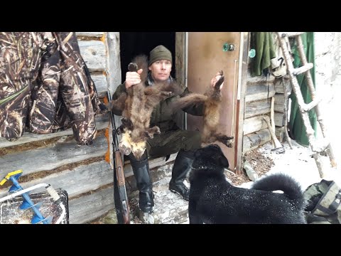 Видео: ОХОТА НА КУНИЦУ КАПКАНАМИ / ПРОМЫСЕЛ В ТАЙГЕ / ИЗБА / БЫТ