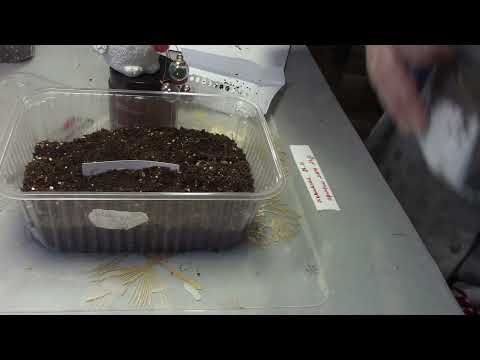 Видео: Кто о чём ,а я о семенах. Стратификация семян.