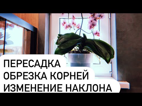 Видео: Орхидея Фаленопсис: Пересадка, обрезка корней, формировка корневой системы