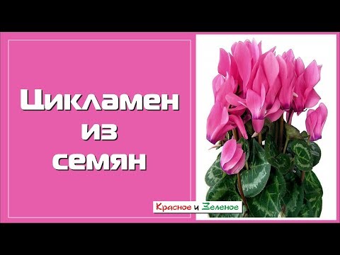 Видео: Цикламен из семян. Посев двумя способами и первые всходы.