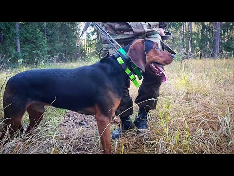 Видео: Наши зверовые гончие