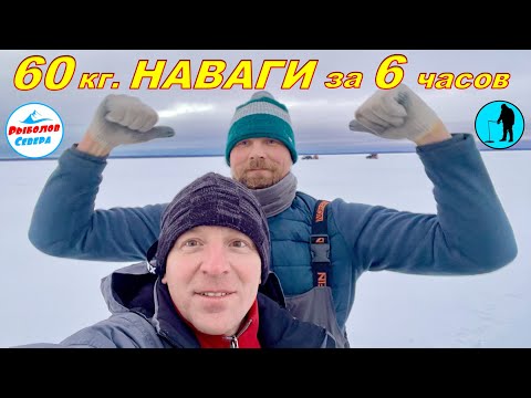 Видео: ✅ ВЕЖМА l НАВАГА ДОЛБИТ🎣🐟🐟🐟! Унская губа, Белое море. #Рыболов_Севера