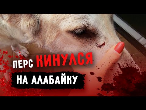 Видео: ВСЕ собаки напали на алабайку Розу. Линда кидается на Перса. Лечим Масю со сломанной лапой.