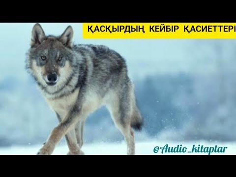 Видео: Қасқыр алудың кейбір Сіз Білмейтін Тәсілдері және Емдік Қасиеттері Болған Оқиға Өте Әсерлі Әңгіме