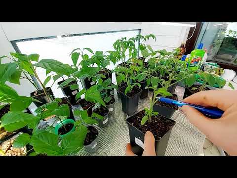 Видео: Обрезка томатов! Промежуточный итог!