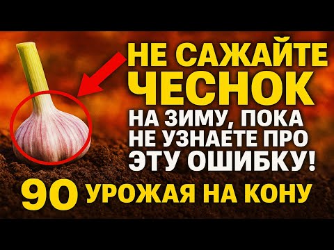 Видео: НЕ САЖАЙТЕ ЧЕСНОК на зиму, пока не узнаете про ЭТУ ошибку! ❌ 90% урожая на кону.
