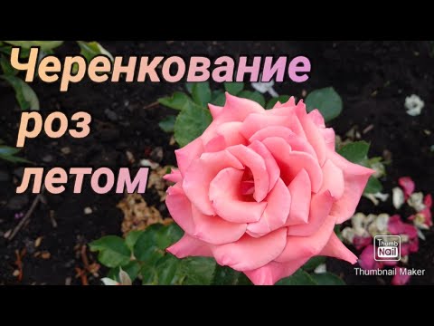 Видео: Розы. Черенкование роз после первой обрезки.