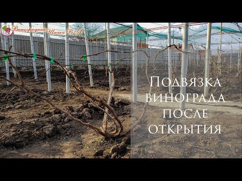 Видео: Подвязка винограда после открытия
