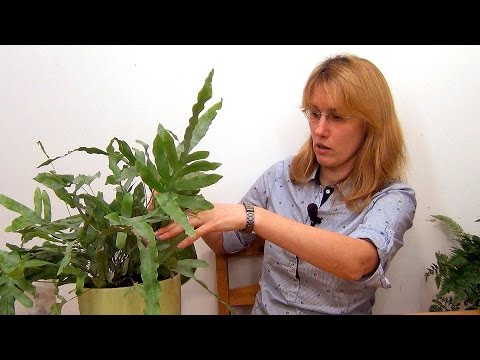 Видео: Папоротник Полиподиум. Посадка и уход.