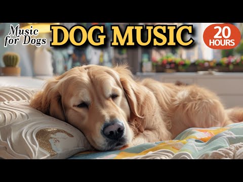 Видео: 24 часа успока-ивающей музыки для собак🐶💖Фортепиано против одиночества🦮🎵Лучший друг собаки