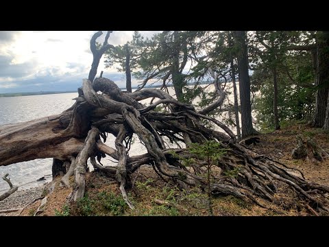 Видео: Жизнь в Швеции. Идем со Светланой за грибами на бывший полигон.