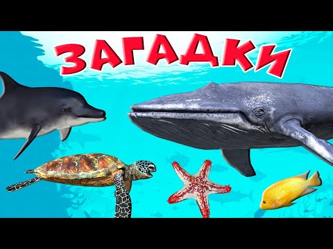 Видео: Загадки морские обитатели 🦈Для детей загадки 🦀