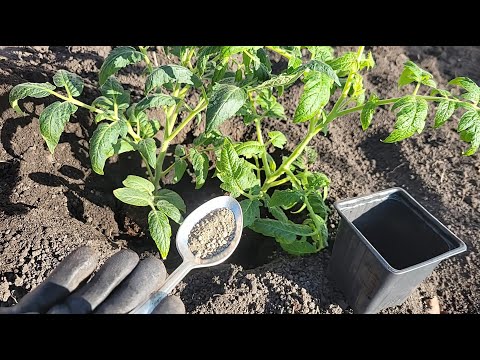 Видео: Киньте это в лунку при посадке ТОМАТОВ и они сразу пойдут в рост и не будут болеть, завалят урожаем!