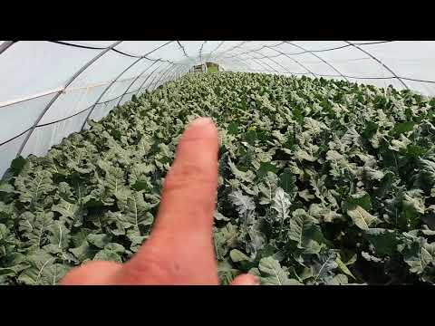 Видео: Капуста броколі в Теплиці