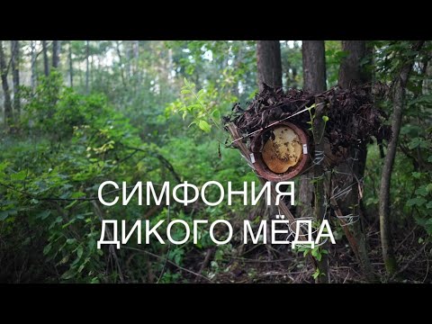Видео: ДИКИЙ БОРТЕВОЙ МЁД. КАК МЫ ДОБЫВАЕМ МЁД В НЕПРОЛАЗНЫХ ЛЕСАХ.