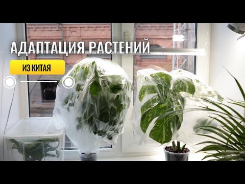 Видео: Адаптация растений. Диффенбахия, Радермахера, Монстера Тайское Созвездие