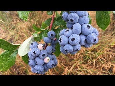 Видео: Отвечаем на вопросы о голубике