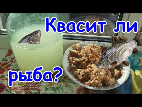Видео: 🎣 Рыбалка на КВАС! Особая ПРИКОРМКА на леща, карпа, карася, плотву, сазана.