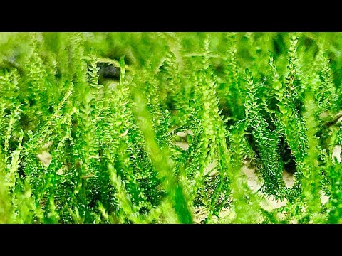 Видео: Как размножить яванский мох!!! Улучшенный эксперимент (1 месяц)