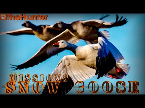 Видео: ♢ theHunter Classic ♢ Snow Goose missions part 2 ♢ Миссии на Снежного Гуся часть 2 ♢
