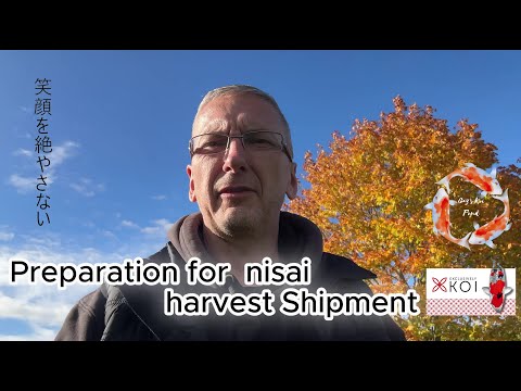 Видео: Подготовка к отгрузке урожая нисай