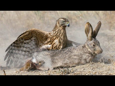 Видео: Тетеревятник – огромный Ястреб, который охотится на Зайцев, белок и фазанов!