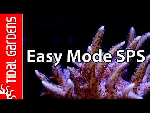 Видео: Аквариум SPS «Простой режим»