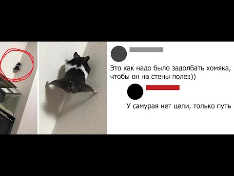 Видео: Лютые приколы. Когда хомяка все задолбали