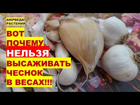 Видео: Почему НЕЛЬЗЯ Сажать Чеснок и Лук в Знаке ВЕСЫ?