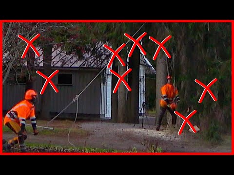 Видео: ОЧЕНЬ СЛОЖНАЯ РАБОТА ПО УДАЛЕНИЮ ДЕРЕВЬЕВ - НЕ ДЛЯ СЛАБОНЕРДЫХ