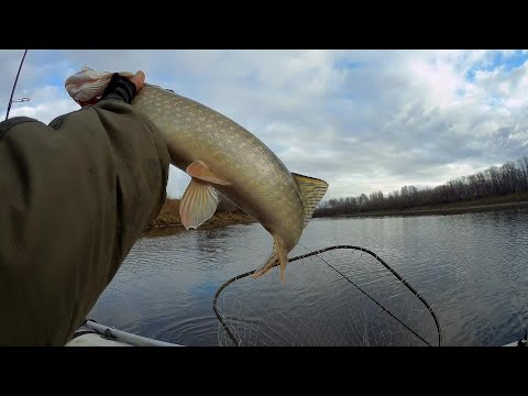 Видео: Рыбка есть и она ест. река сосьва 23.10.2024