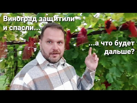 Видео: Виноград спасли от первых заморозков, что дальше? Обзор на 06.10.2025.