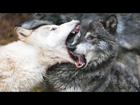 Видео: Вот как становятся ВОЖАКОМ стаи! На что способен АЛЬФА-Волк?