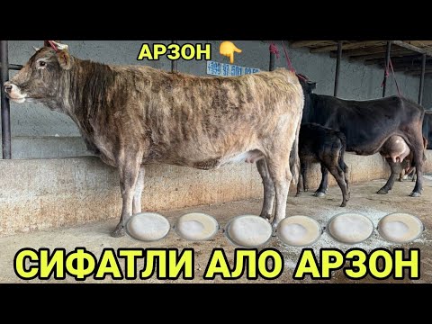 Видео: АКМАЛ АКАДАН ТОЗЗА БИШКЕК ТАРГИЛ ПАРОДА ШВЕД КОРА СИГИРЛАР СОТИЛАДИ SIGIRLAR NARXI7 ноября 2025 г.