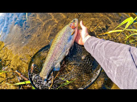 Видео: Рыбалка на новой реке / Толстая Форель согнула спиннинг в дугу!