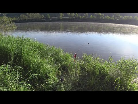 Видео: Як йому вдалось втекти? \ хитрий сом