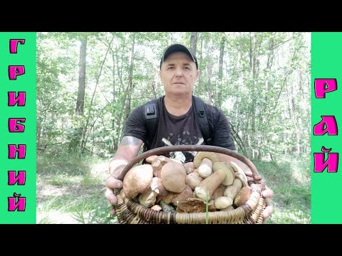 Видео: ГРИБНИЙ РАЙ!  ПОВНИЙ КОШИК ГРИБІВ 19ЧЕРВНЯ 2024Р.