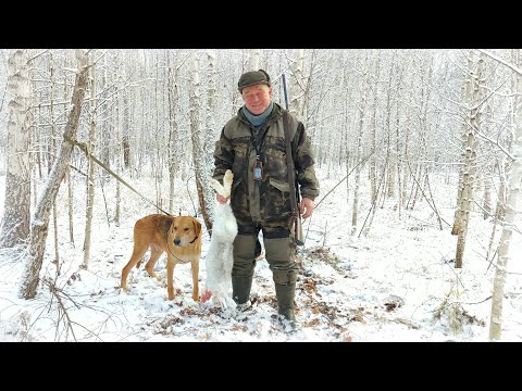 Видео: Гончие ушли за 9 км. Ищем собак с помощью GPS ошейника ARTELV TRACKER.