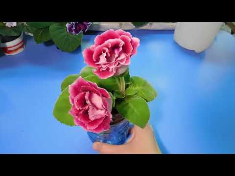 Видео: ШОУ ГЛОКСИНИЙ №11 !!! СОРТА ГЛОКСИНИЙ ! МОЯ КОЛЛЕКЦИЯ !