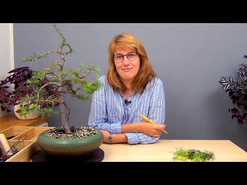 Видео: Бонсай из лиственницы (ч.5).