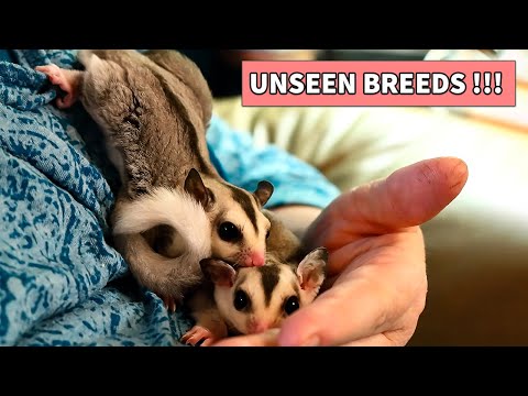 Видео: Породы сахарных летающих летяг, о существовании которых вы не знали!!!