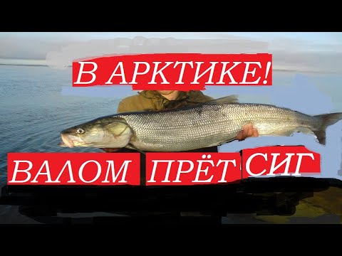 Видео: Рыбалка в АРКТИКЕ! СИГ вырвал первый КОЛ с сеткой и замотался на втором КОЛУ! Полная сетка рыбы! ЛЁД